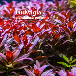 Ludwigia glandulosa perennis